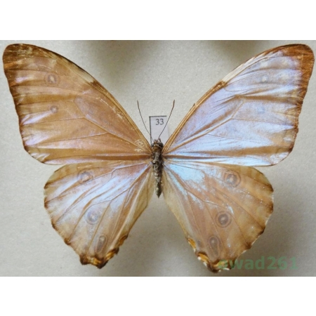 Morpho portis (Hübner, 1821) Brasil 71mm33